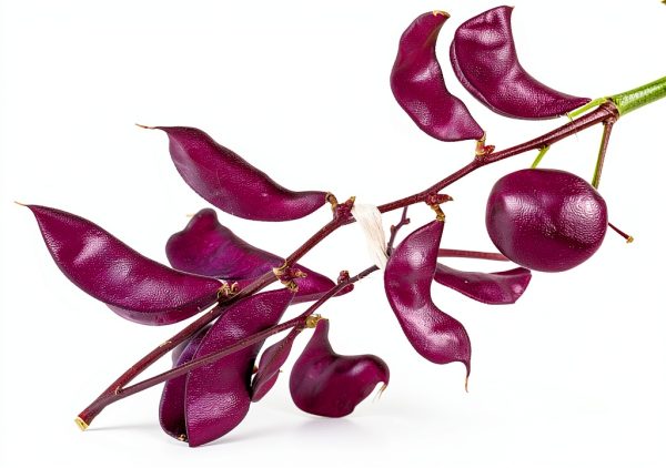 Outsidepride Red Lablab Hyacinth Bean Vine Seeds - 100 Pcs Perennial, Fast Growing Vegetable Seeds for Planting with Fragrant Foliage for Garden & Edible Flower and Pods for Culinary Uses-6