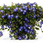 Morning Glory Seeds for Planting - 250 Fresh Seeds - Heavenly Blue Climbing Vine Flower Seed - Attracts Butterflies & Hummingbirds - Fast Growing Ivy - Grown in The USA-0