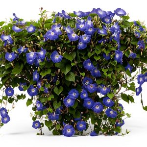 Morning Glory Seeds for Planting - 250 Fresh Seeds - Heavenly Blue Climbing Vine Flower Seed - Attracts Butterflies & Hummingbirds - Fast Growing Ivy - Grown in The USA-0