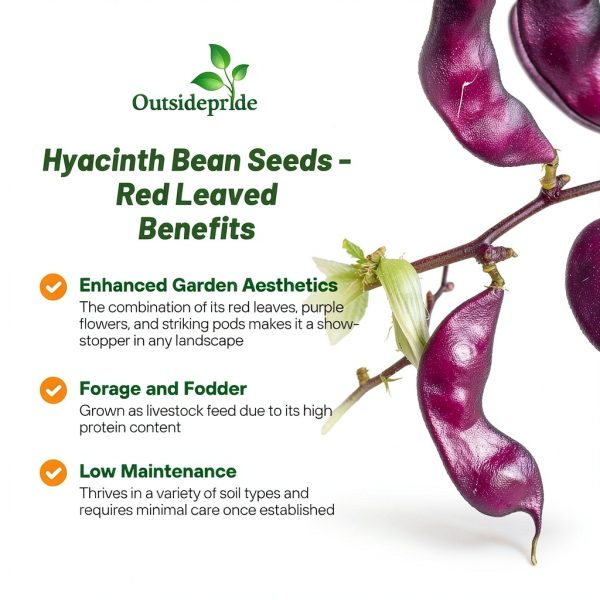 Outsidepride Red Lablab Hyacinth Bean Vine Seeds - 100 Pcs Perennial, Fast Growing Vegetable Seeds for Planting with Fragrant Foliage for Garden & Edible Flower and Pods for Culinary Uses-2