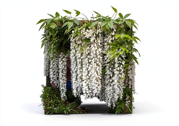 12 White Wisteria Seed Climbing Silky Flowering Vine Plants-5