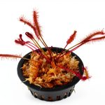 Carnivorous Red Cape Sundew Plant in 3 inch Pot by-0