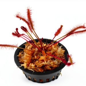 Carnivorous Red Cape Sundew Plant in 3 inch Pot by-0