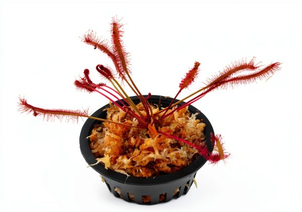 Carnivorous Red Cape Sundew Plant in 3 inch Pot by-0