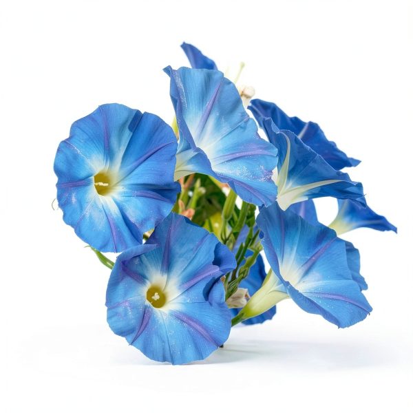 Morning Glory Seeds for Planting - 250 Fresh Seeds - Heavenly Blue Climbing Vine Flower Seed - Attracts Butterflies & Hummingbirds - Fast Growing Ivy - Grown in The USA-1