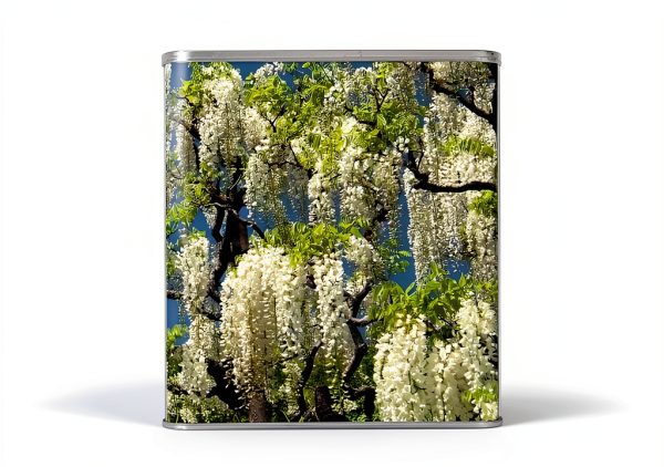 12 White Wisteria Seed Climbing Silky Flowering Vine Plants-2