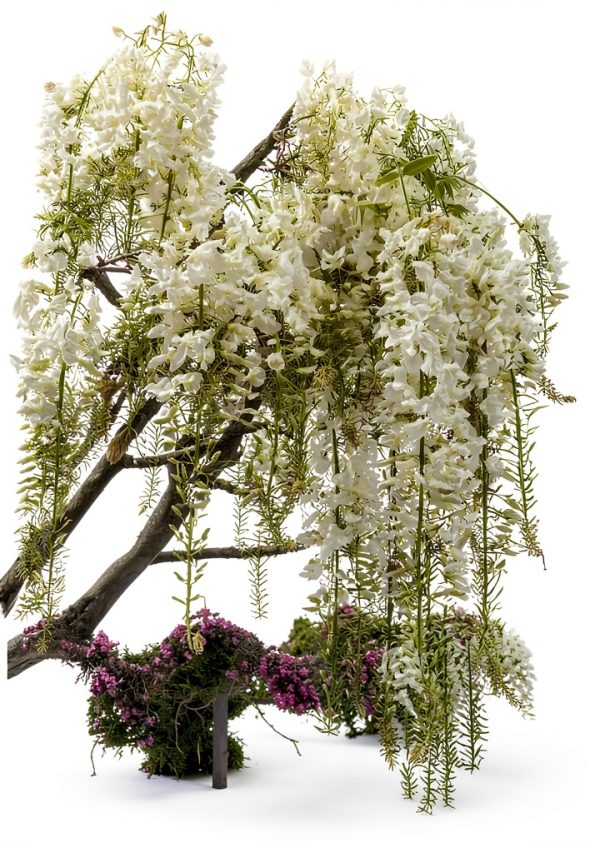 12 White Wisteria Seed Climbing Silky Flowering Vine Plants-1