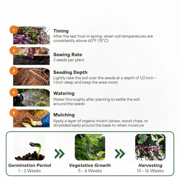Outsidepride Red Lablab Hyacinth Bean Vine Seeds - 100 Pcs Perennial, Fast Growing Vegetable Seeds for Planting with Fragrant Foliage for Garden & Edible Flower and Pods for Culinary Uses-4