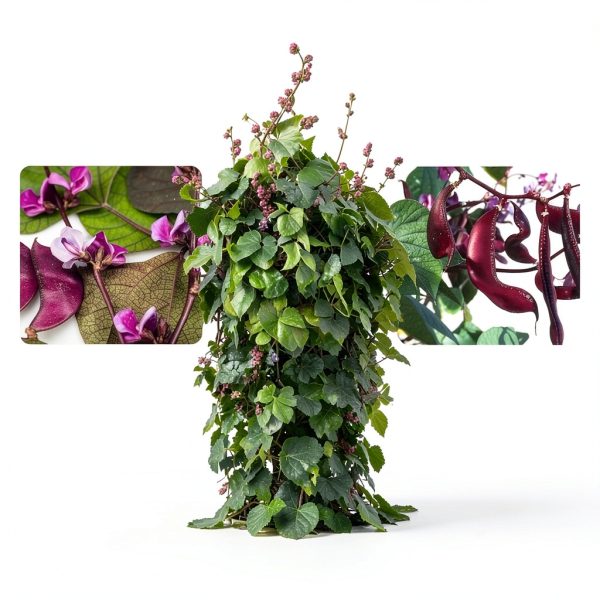 Outsidepride Red Lablab Hyacinth Bean Vine Seeds - 100 Pcs Perennial, Fast Growing Vegetable Seeds for Planting with Fragrant Foliage for Garden & Edible Flower and Pods for Culinary Uses-1