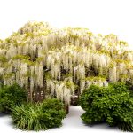 12 White Wisteria Seed Climbing Silky Flowering Vine Plants-0
