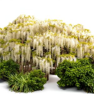 12 White Wisteria Seed Climbing Silky Flowering Vine Plants-0