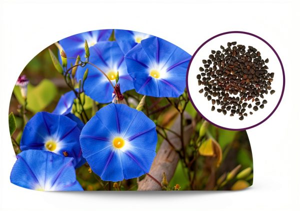 Morning Glory Seeds for Planting - 250 Fresh Seeds - Heavenly Blue Climbing Vine Flower Seed - Attracts Butterflies & Hummingbirds - Fast Growing Ivy - Grown in The USA-2